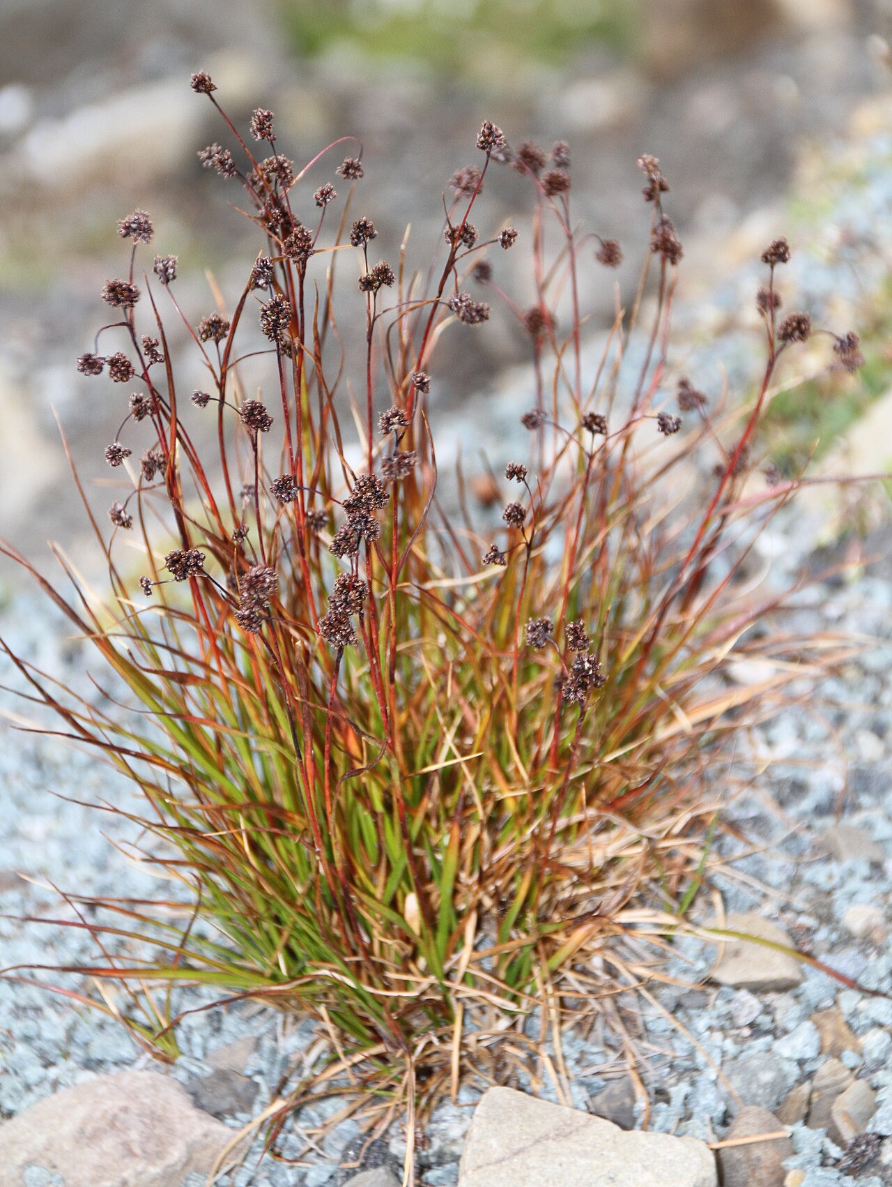 Curved woodrush: Photo of plant nearby Longyearbyen, Spitsbergen