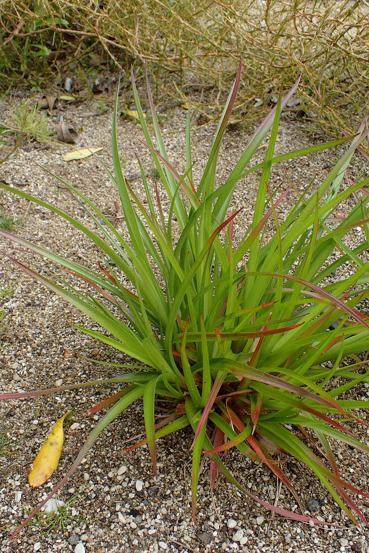 Luzula banksiana: Luzula banksiana var. banksiana in Auckland Botanic Gardens