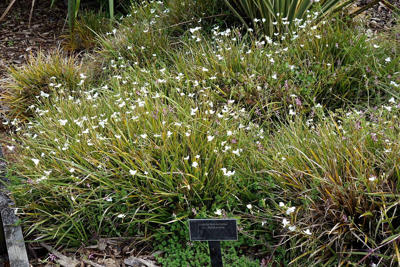 Luzula banksiana: Specimen in the Auckland Botanic Gardens - Auckland, New Zealand.