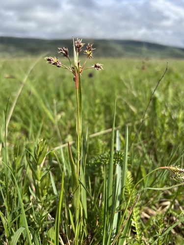 Field woodrush (Luzula campestris)