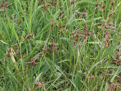 Field woodrush: Gewone veldbies