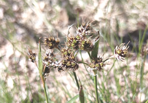 Field woodrush (Luzula campestris)