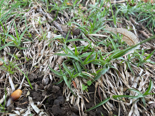 Field woodrush (Luzula campestris)