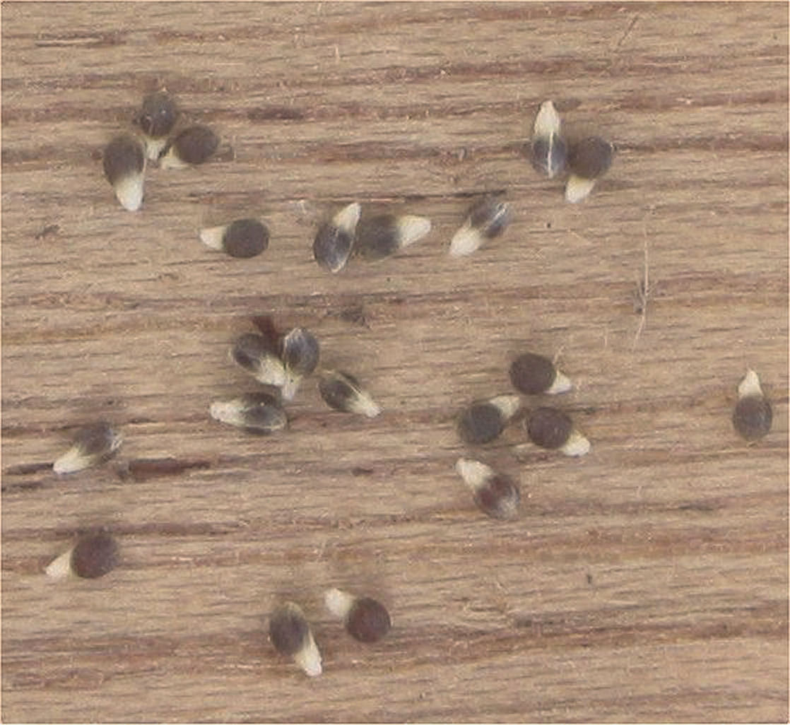 Field woodrush: Luzula campestris seeds