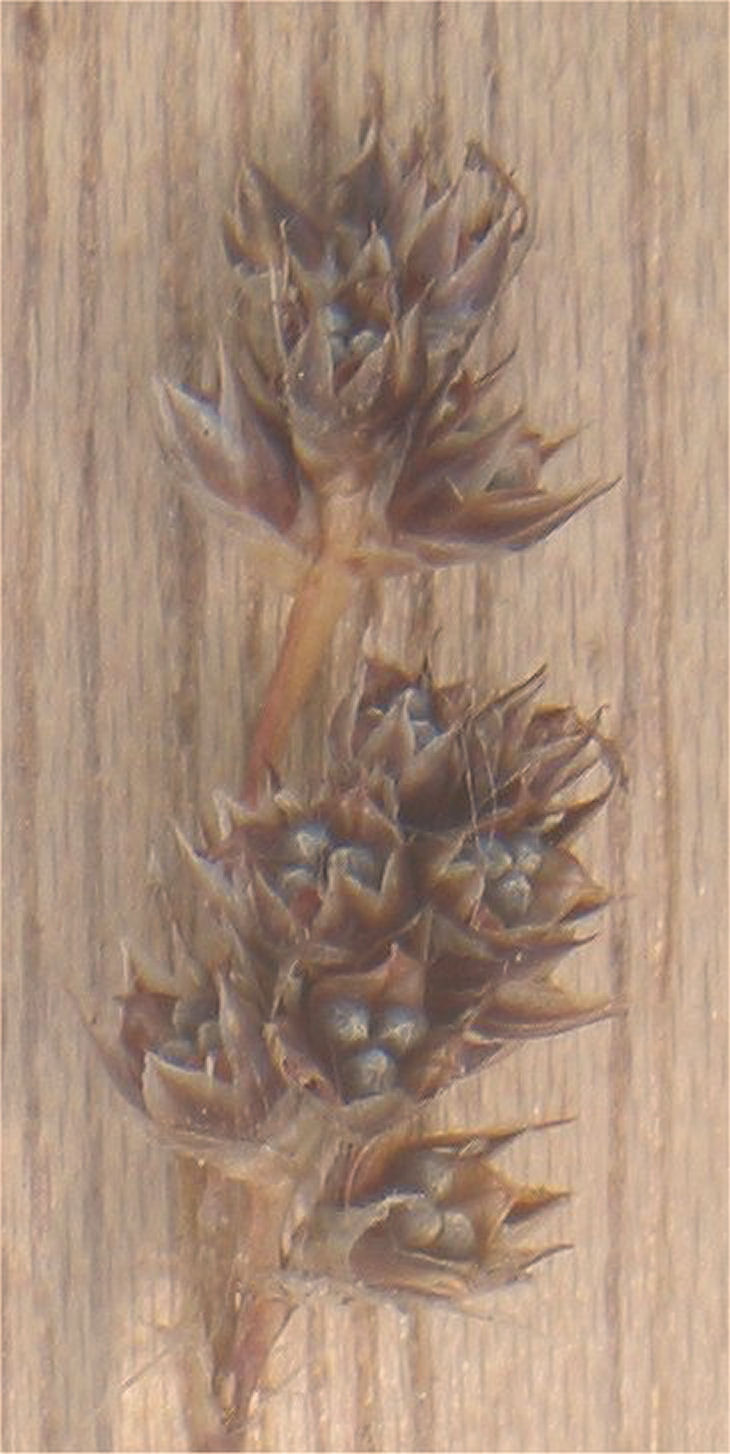 Field woodrush: Luzula campestris with seeds