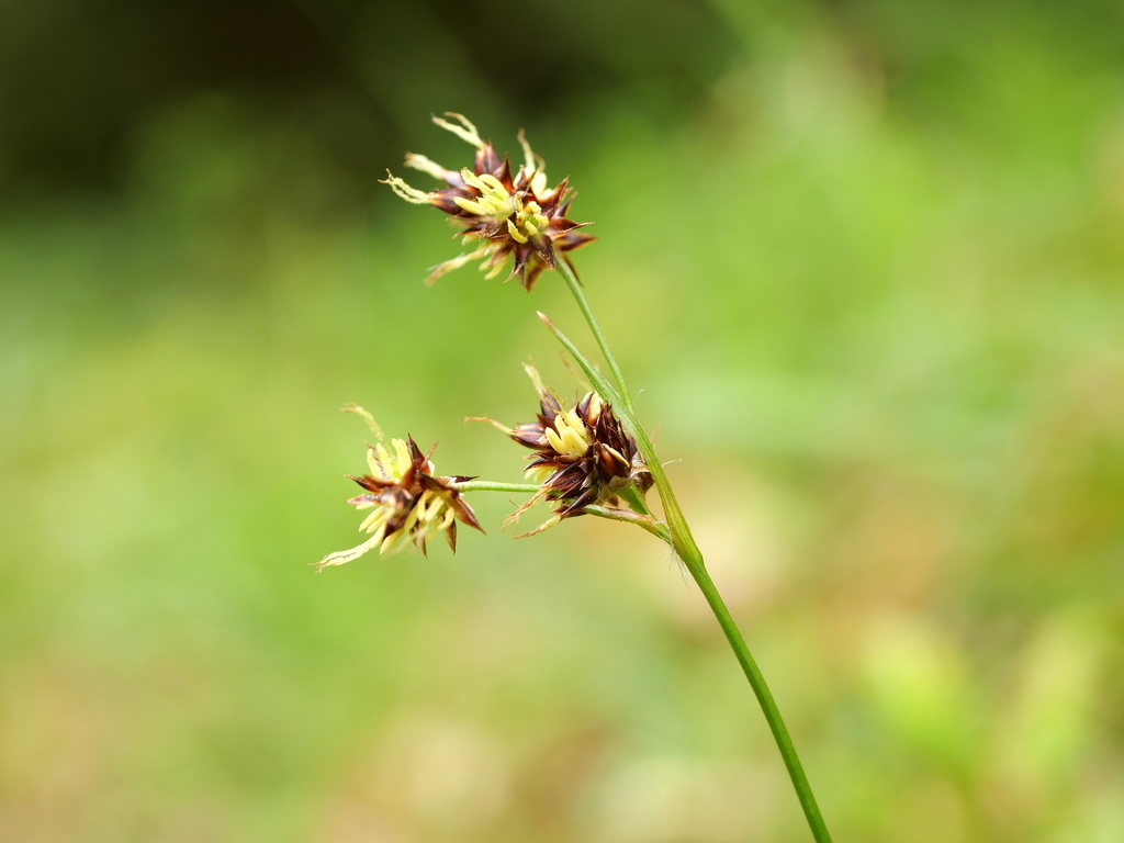 Field woodrush (Luzula campestris)