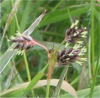 Field woodrush: Gewone veldbies bloeiwijze (Luzula campestris) inflorescens