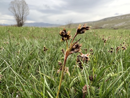 Field woodrush (Luzula campestris)