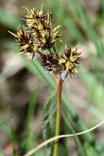 Field woodrush (Luzula campestris)