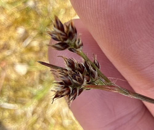 Field woodrush (Luzula campestris)