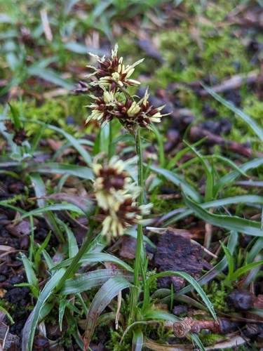Field woodrush (Luzula campestris)