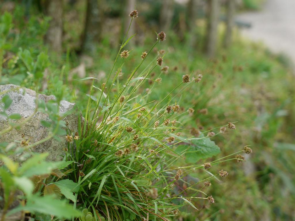 Luzula capitata: Luzula capitata