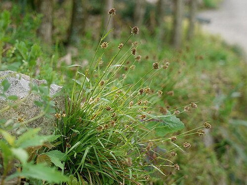 Luzula capitata: Luzula capitata