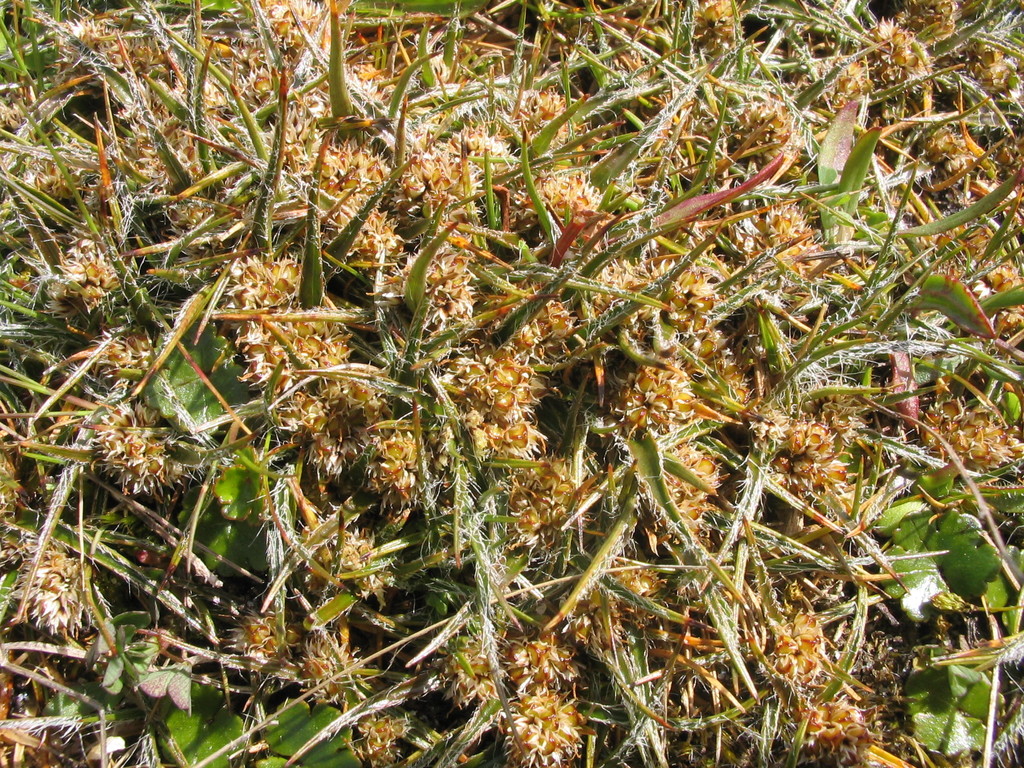 Luzula celata (Luzula celata)