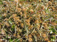Luzula celata (Luzula celata)