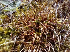 Luzula celata (Luzula celata)