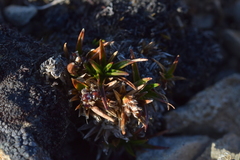 Luzula colensoi (Luzula colensoi)