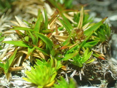 Luzula colensoi (Luzula colensoi)