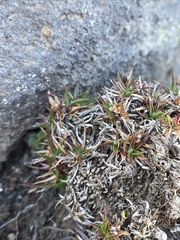 Luzula colensoi (Luzula colensoi)