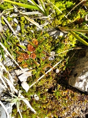 Luzula colensoi (Luzula colensoi)