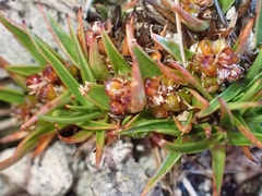 Luzula colensoi (Luzula colensoi)