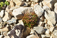 Luzula colensoi (Luzula colensoi)