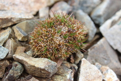 Luzula colensoi (Luzula colensoi)