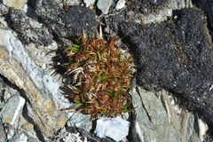 Luzula colensoi (Luzula colensoi)