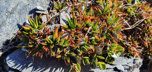 Luzula colensoi (Luzula colensoi)
