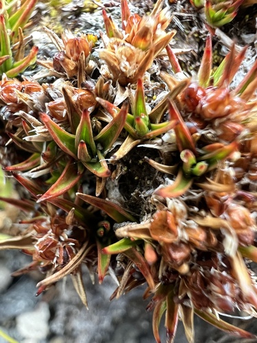 Luzula colensoi (Luzula colensoi)