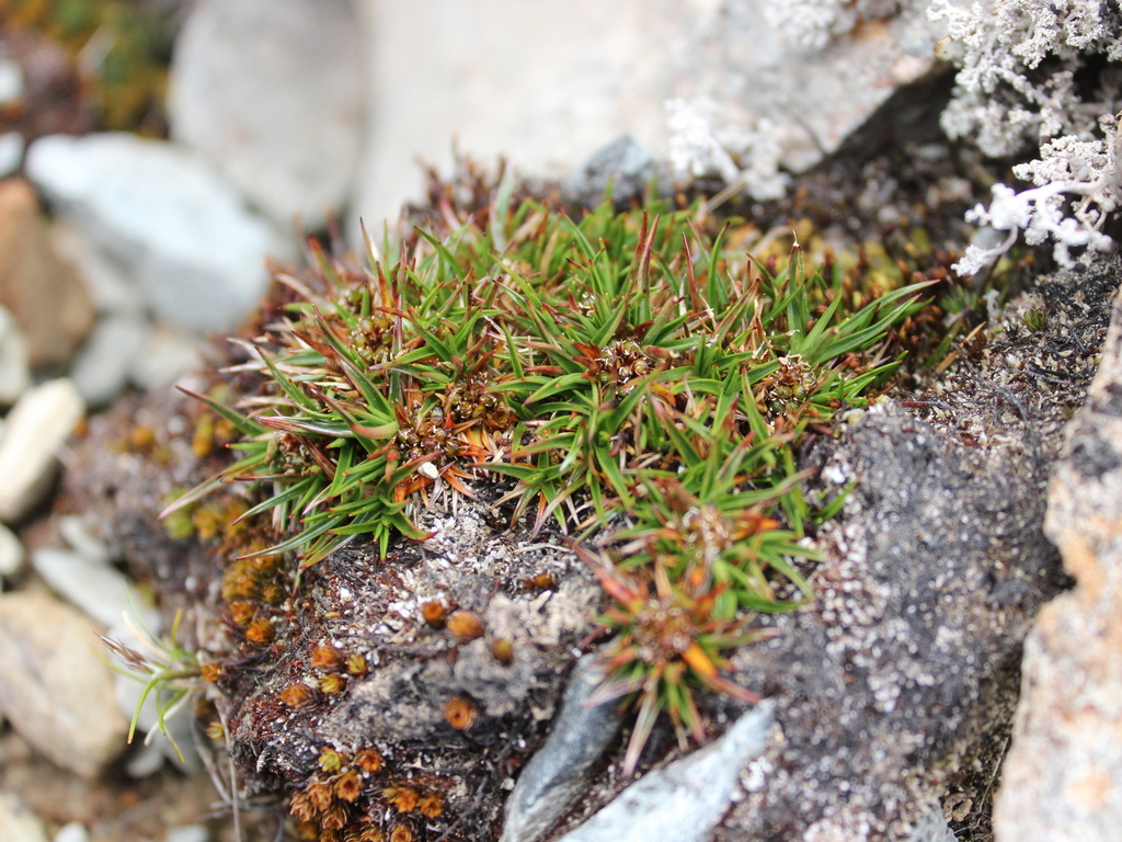 Luzula colensoi (Luzula colensoi)