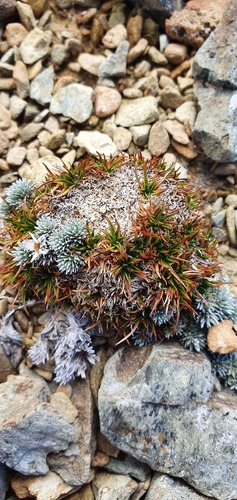 Luzula colensoi (Luzula colensoi)