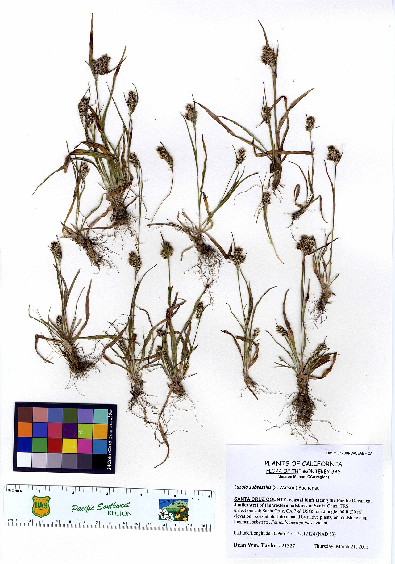 Pacific woodrush: Juncaceae