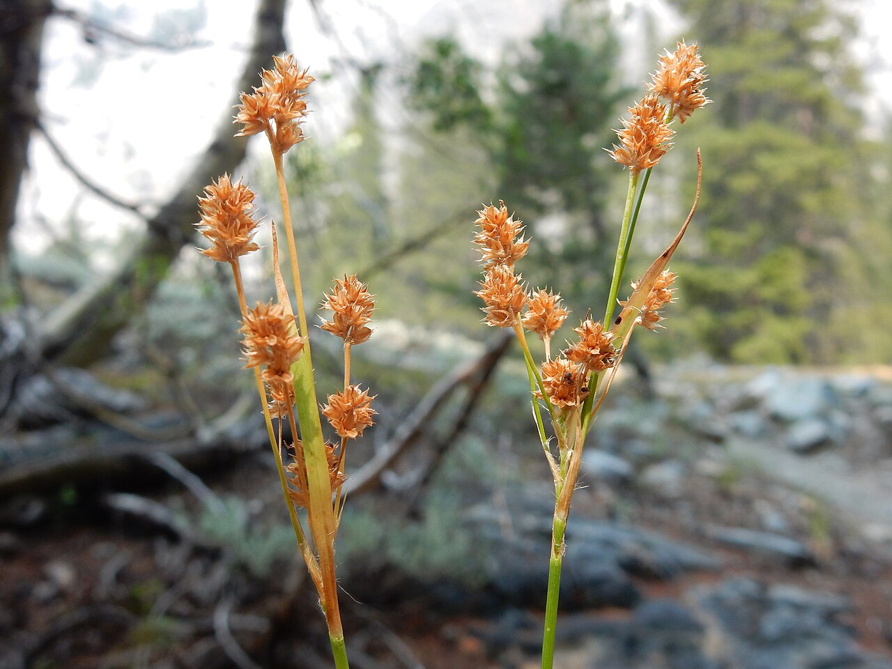 Pacific woodrush: Luzula comosa var. laxa. Variety of plant.