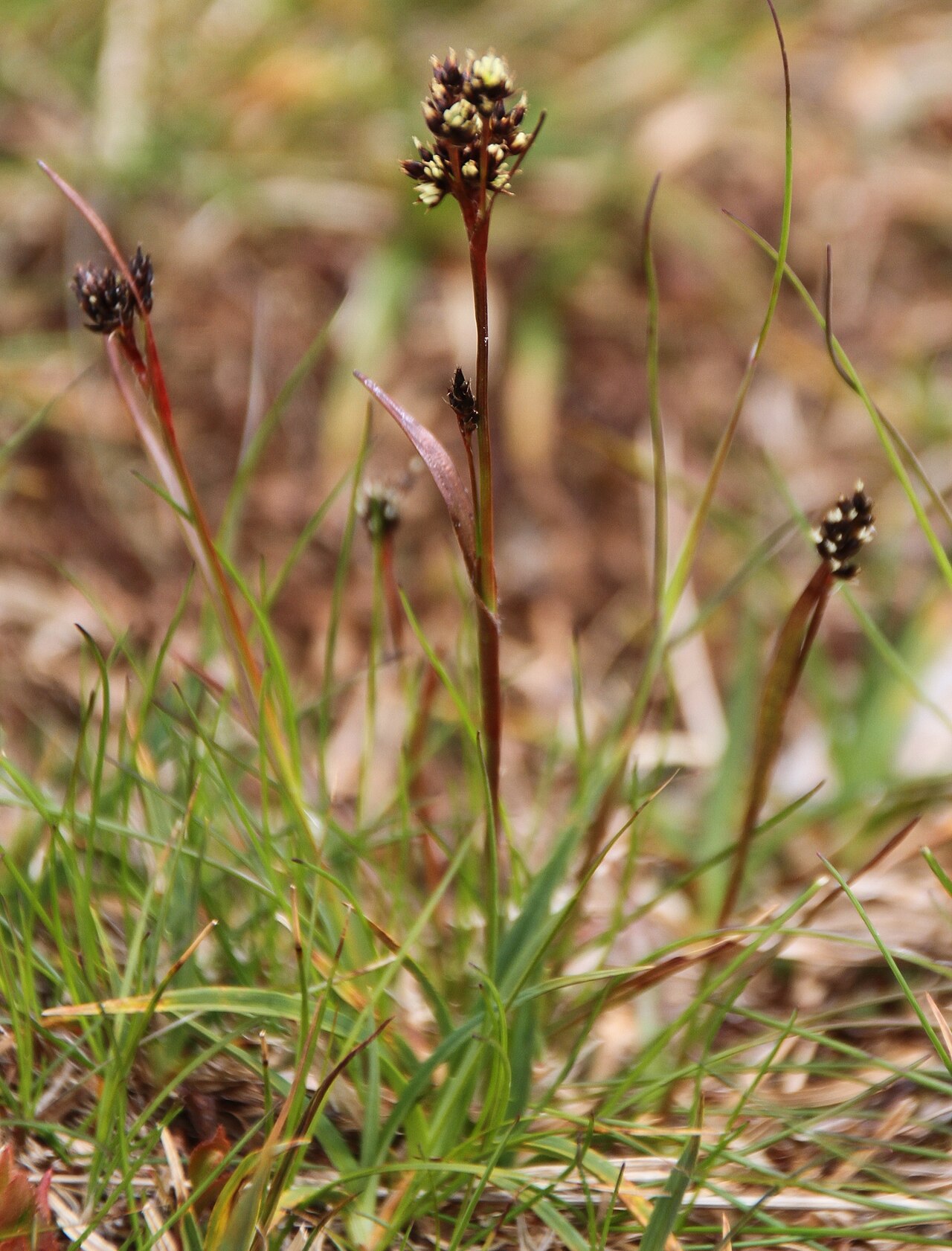 Northern woodrush: Photo of plant at the Norefjell mountaneous plateau, in the municipality of Krödsherad, Buskerus (Norway). Altitude: 950 metres above sea level.
