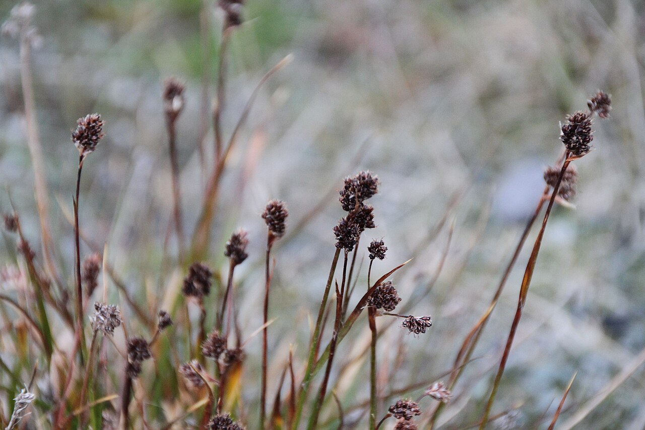 Northern woodrush: Photo of plant nearby Longyearbyen, Spitsbergen