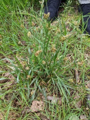 Heath woodrush (Luzula congesta)