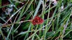 Heath woodrush (Luzula congesta)
