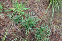 Heath woodrush (Luzula congesta)