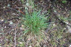 Heath woodrush (Luzula congesta)