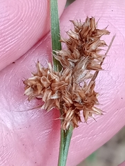 Heath woodrush (Luzula congesta)