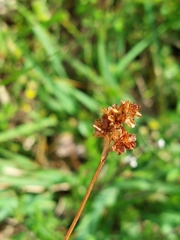 Heath woodrush (Luzula congesta)