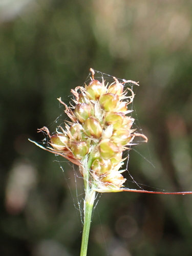 Heath woodrush (Luzula congesta)