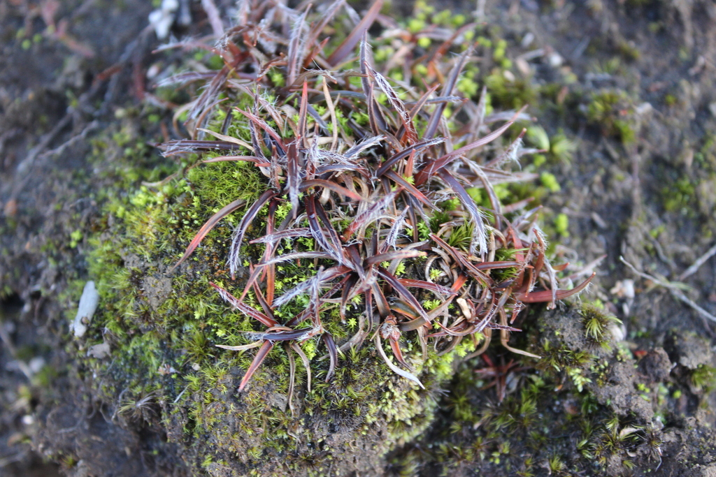 Luzula decipiens (Luzula decipiens)