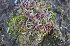 Luzula decipiens (Luzula decipiens)