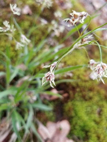 Hedgehog woodrush (Luzula echinata)