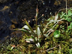 Hedgehog woodrush (Luzula echinata)