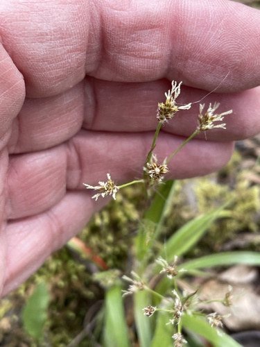 Hedgehog woodrush (Luzula echinata)