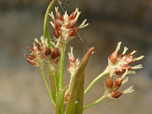 Hedgehog woodrush (Luzula echinata)