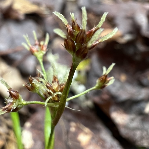 Hedgehog woodrush (Luzula echinata)